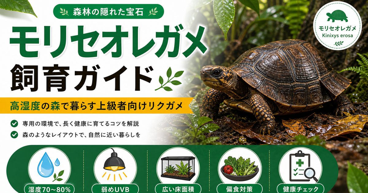 モリセオレガメ（Kinixys erosa）飼育完全ガイド｜属最大の熱帯雨林性セオレガメの特徴・高湿度飼育・飼育難所を徹底解説の要点を伝えるカメレオン・爬虫類記事アイキャッチ画像