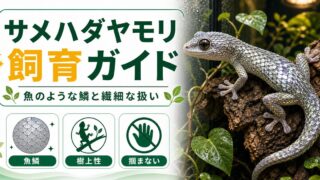サメハダヤモリ（Geckolepis）飼育完全ガイド｜鱗が剥がれて逃げる魚鱗ヤモリの特徴・繊細な扱いの要点を伝えるカメレオン・爬虫類記事アイキャッチ画像