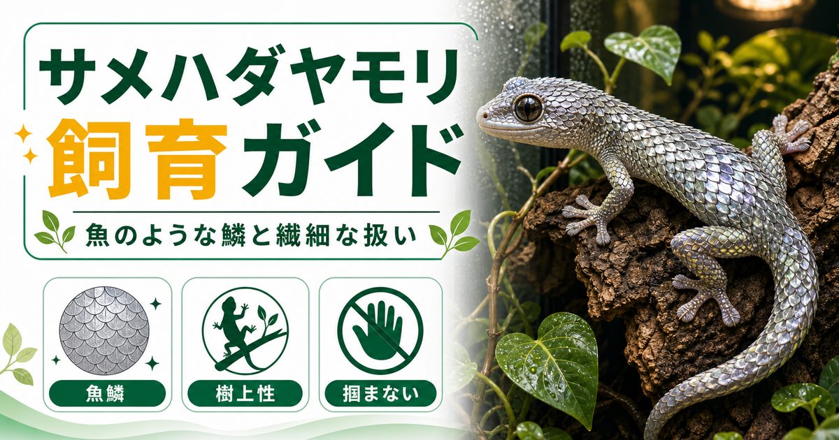 サメハダヤモリ（Geckolepis）飼育完全ガイド｜鱗が剥がれて逃げる魚鱗ヤモリの特徴・繊細な扱いの要点を伝えるカメレオン・爬虫類記事アイキャッチ画像