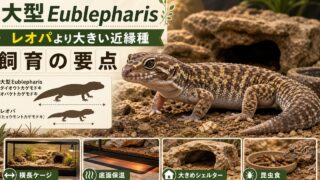 ダイオウ・オバケトカゲモドキ（大型Eublepharis）飼育完全ガイド｜レオパより大きい大型種（fuscus・angramainyu）の特徴・飼育を徹底解説の要点を伝えるカメレオン・爬虫類記事アイキャッチ画像