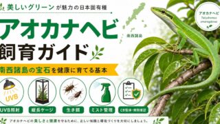 アオカナヘビ（Takydromus smaragdinus）飼育完全ガイド｜鮮やかな緑が美しい南西諸島産カナヘビの特徴・飼育を徹底解説の要点を伝えるカメレオン・爬虫類記事アイキャッチ画像