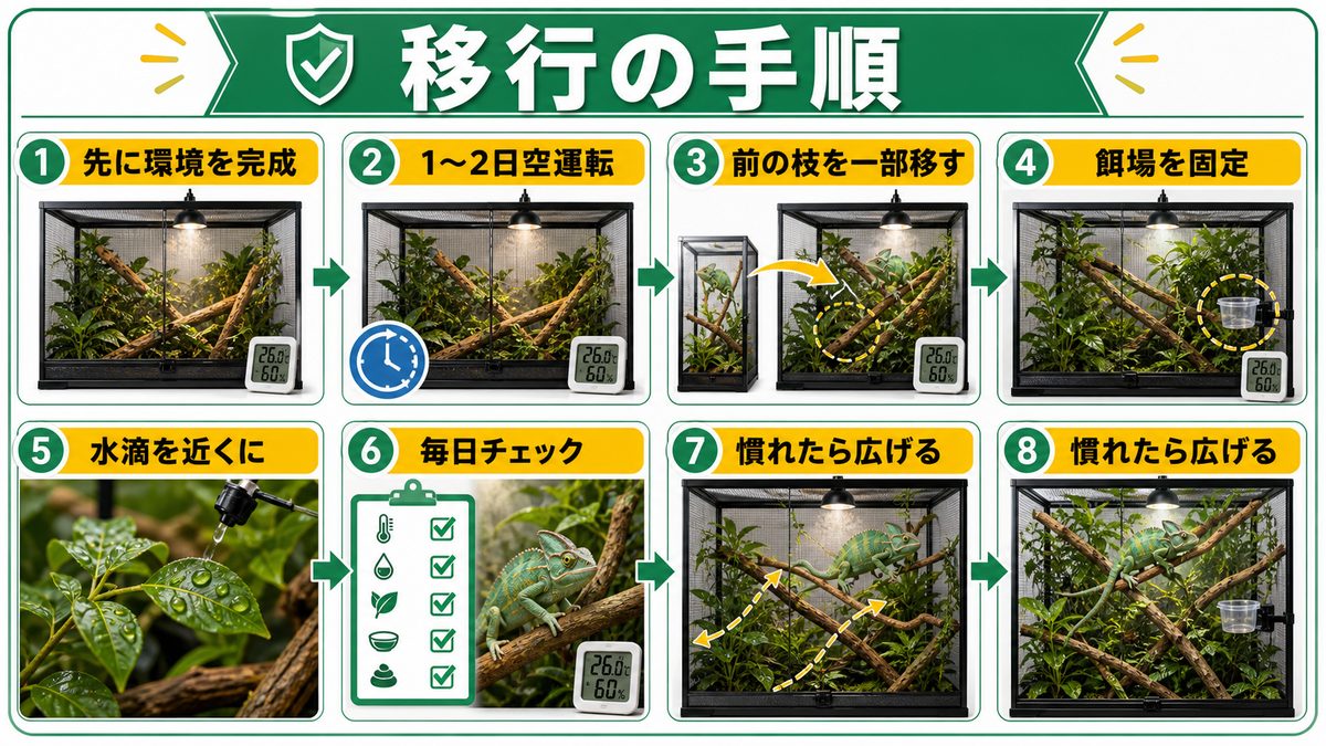 移行の手順と失敗回避の要点をまとめたカメレオン・爬虫類飼育インフォグラフィック