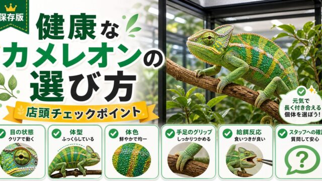 カメレオンの健康な個体の選び方完全ガイド｜店頭で見るべきチェックポイント・避けるべき個体のサインを徹底解説の要点を伝えるカメレオン・爬虫類記事アイキャッチ画像