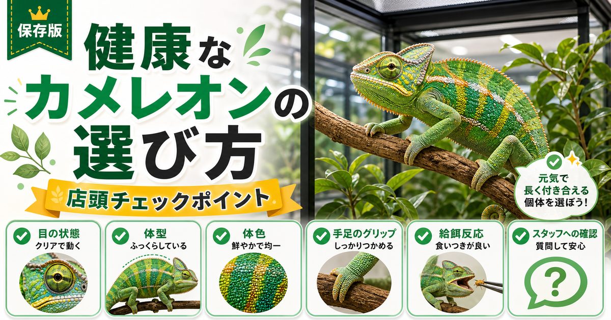 カメレオンの健康な個体の選び方完全ガイド｜店頭で見るべきチェックポイント・避けるべき個体のサインを徹底解説の要点を伝えるカメレオン・爬虫類記事アイキャッチ画像