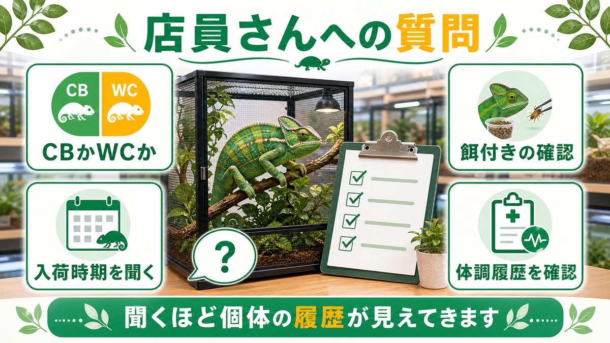 店員に確認すべき質問の要点をまとめたカメレオン・爬虫類飼育インフォグラフィック