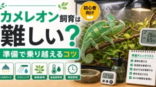カメレオンの飼育は難しい？本当の難易度と初心者が続けるためのコツの要点を伝えるカメレオン・爬虫類記事アイキャッチ画像