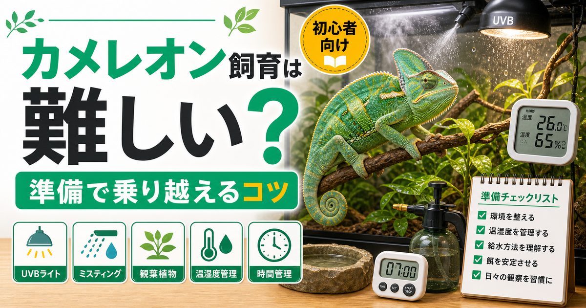 カメレオンの飼育は難しい？本当の難易度と初心者が続けるためのコツの要点を伝えるカメレオン・爬虫類記事アイキャッチ画像