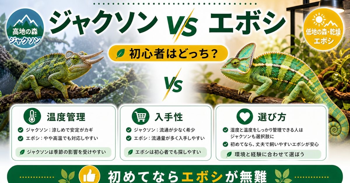 ジャクソンカメレオンとエボシカメレオンの比較ポイントをまとめたアイキャッチ