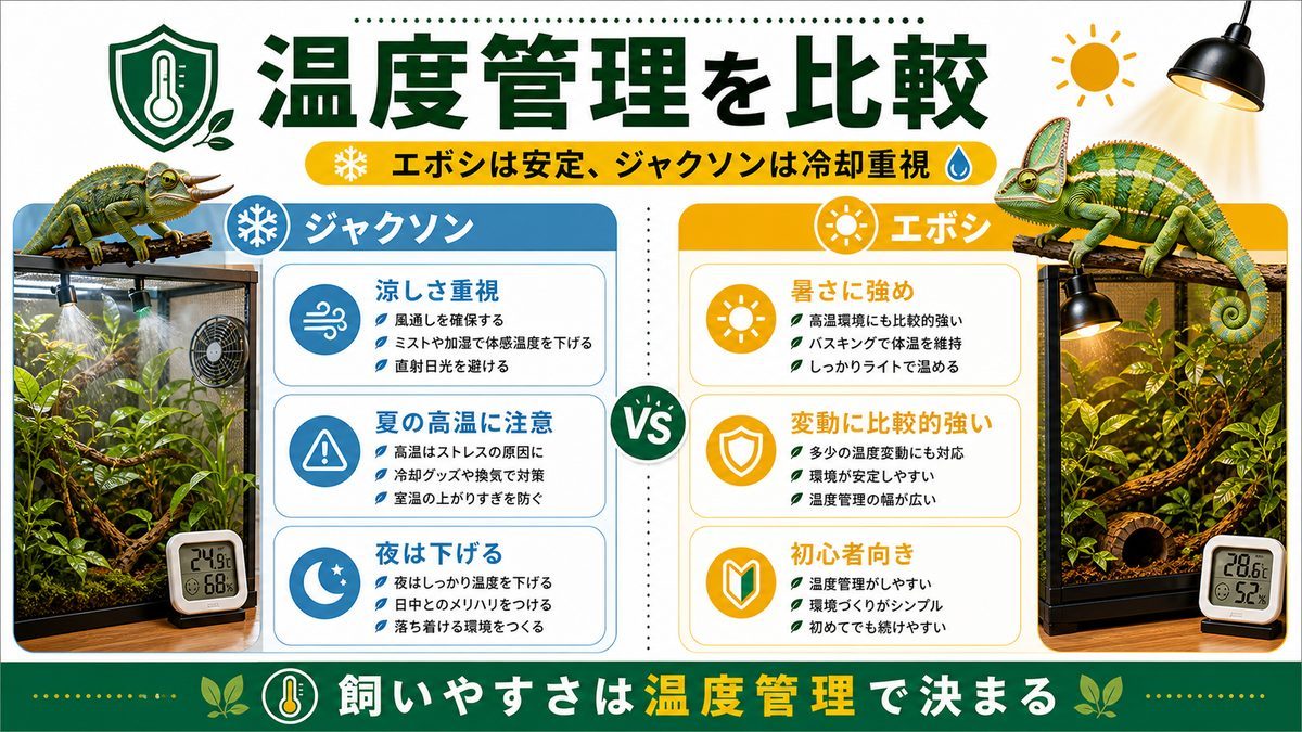 飼いやすさ・温度管理を比較の要点をまとめたカメレオン・爬虫類飼育インフォグラフィック