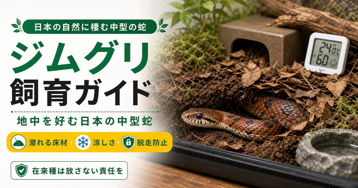 ジムグリ（Euprepiophis conspicillatus）飼育完全ガイド｜地中を好む日本の中型蛇の特徴・飼育の要点を伝えるカメレオン・爬虫類記事アイキャッチ画像