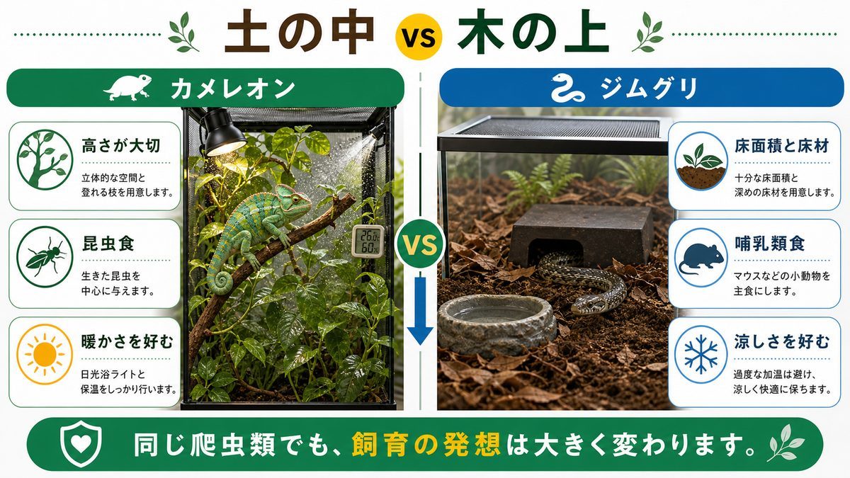 カメレオン(ぺぺ君)との違い|土の中 vs 木の上の要点をまとめたカメレオン・爬虫類飼育インフォグラフィック