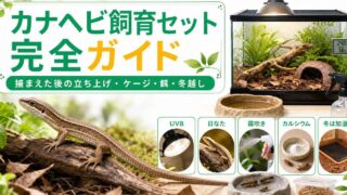 カナヘビの飼育に必要なもの完全ガイド！捕まえた後の飼い方・ケージ・餌・冬越しの要点を伝えるカメレオン・爬虫類記事アイキャッチ画像