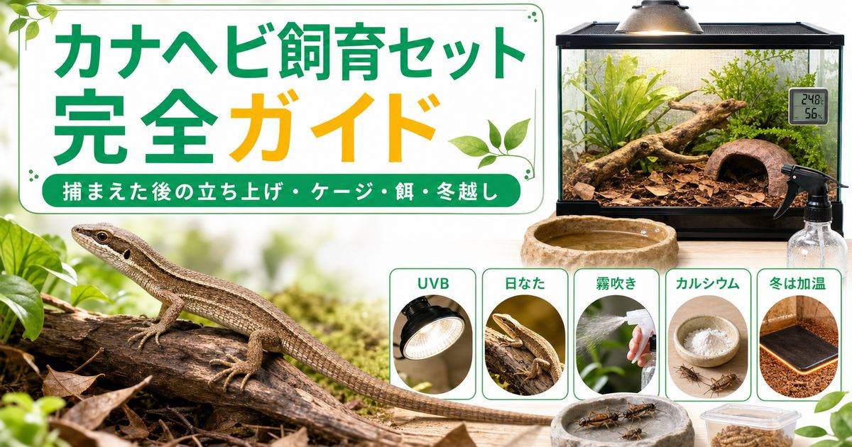 カナヘビの飼育に必要なもの完全ガイド！捕まえた後の飼い方・ケージ・餌・冬越しの要点を伝えるカメレオン・爬虫類記事アイキャッチ画像