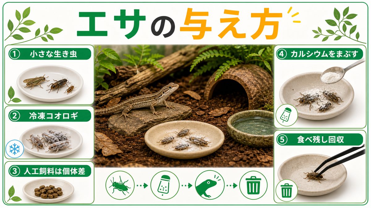 ③ エサ｜何を・どれくらい・どう与える？の要点をまとめたカメレオン・爬虫類飼育インフォグラフィック