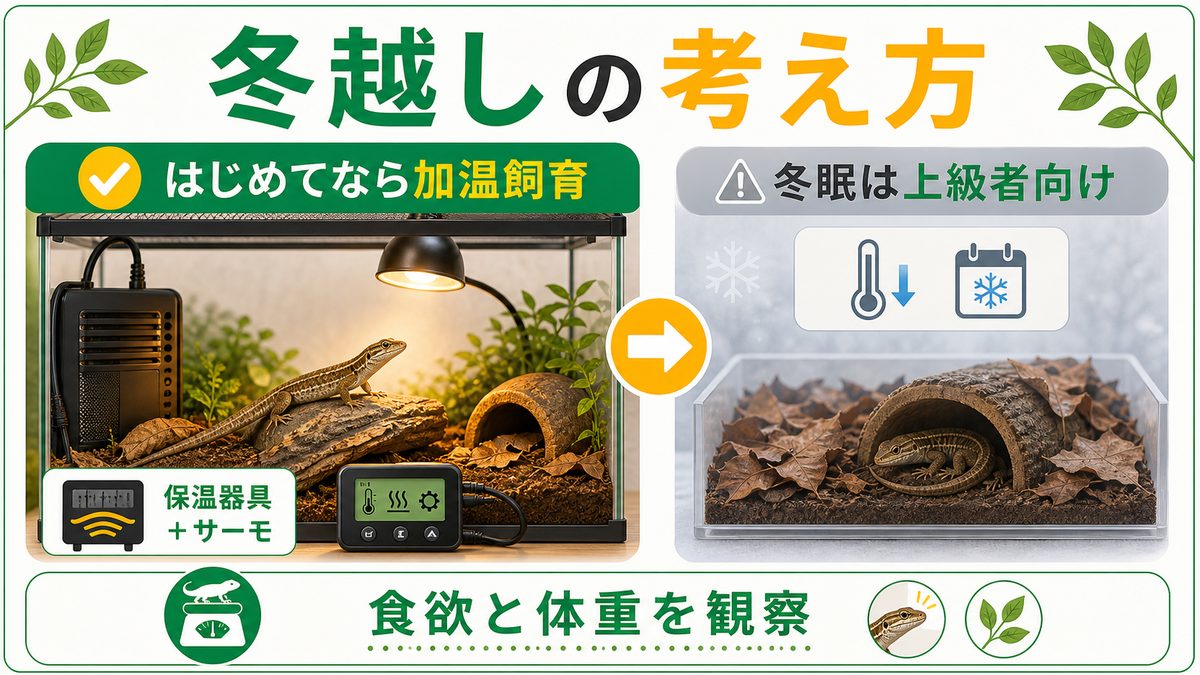 ⑤ いちばんの難関「冬越し」｜初心者は加温飼育が安全の要点をまとめたカメレオン・爬虫類飼育インフォグラフィック