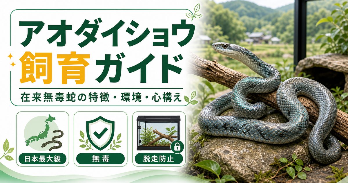 アオダイショウ（Elaphe climacophora）飼育完全ガイド｜日本最大級の在来無毒蛇の特徴・飼育・心構えの要点を伝えるカメレオン・爬虫類記事アイキャッチ画像