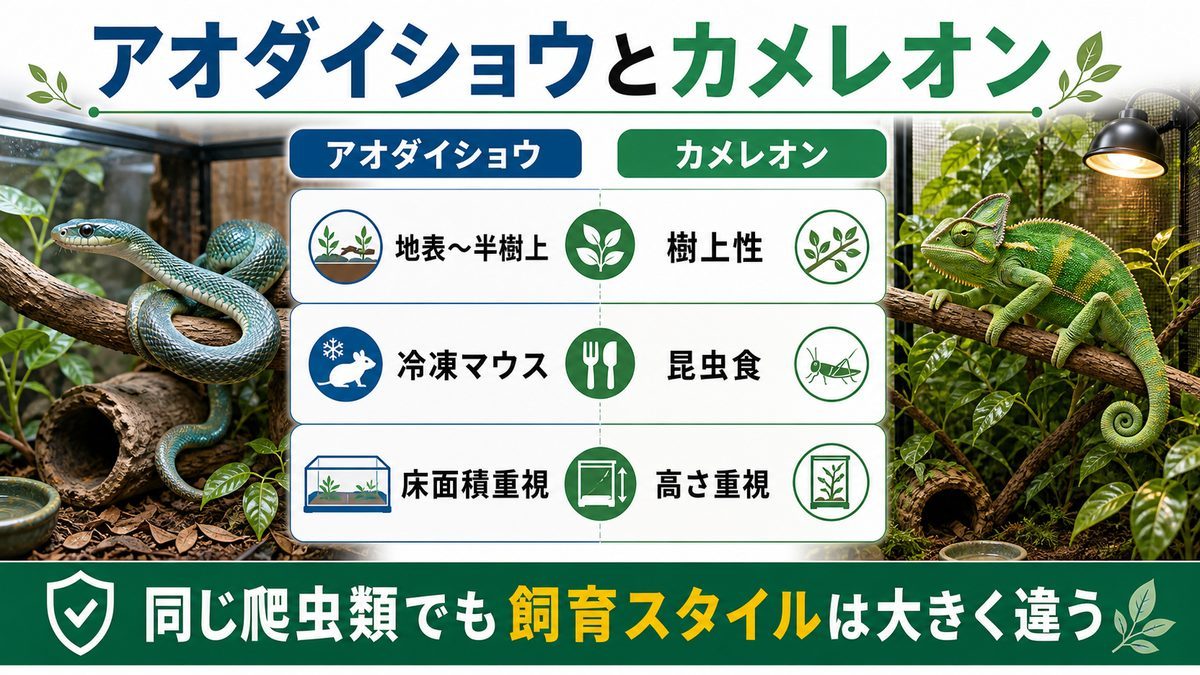 カメレオン(ぺぺ君)との違いの要点をまとめたカメレオン・爬虫類飼育インフォグラフィック
