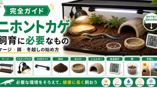 ニホントカゲの飼育に必要なもの完全ガイド！捕まえた後の飼い方・ケージ・餌・冬眠の要点を伝えるカメレオン・爬虫類記事アイキャッチ画像