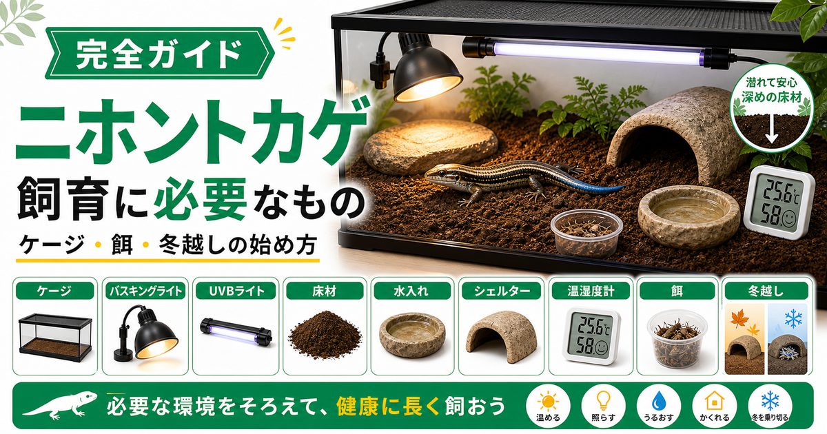 ニホントカゲの飼育に必要なもの完全ガイド！捕まえた後の飼い方・ケージ・餌・冬眠の要点を伝えるカメレオン・爬虫類記事アイキャッチ画像