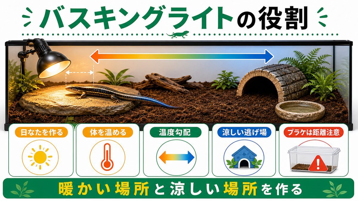 バスキングライト|昼行性トカゲに欠かせない「日なた」の要点をまとめたカメレオン・爬虫類飼育インフォグラフィック