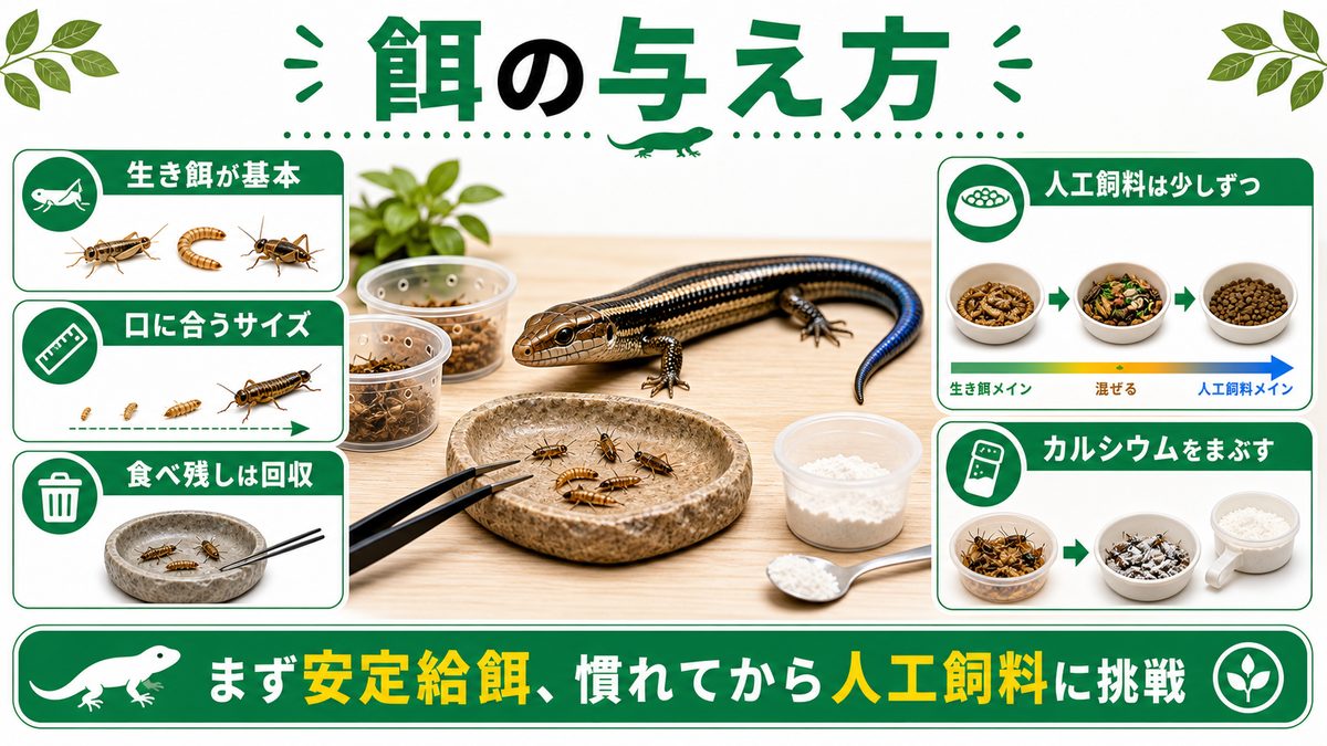 餌|何を・どのくらい・どう与える?(人工飼料に慣れる?)の要点をまとめたカメレオン・爬虫類飼育インフォグラフィック