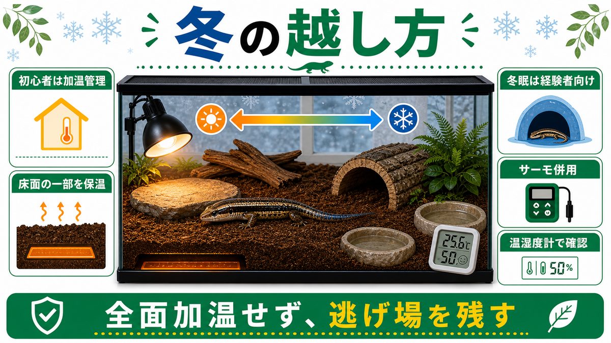 冬の越し方|冬眠させる?させない?(温湿度計の出番)の要点をまとめたカメレオン・爬虫類飼育インフォグラフィック
