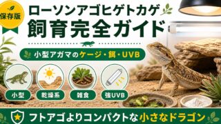 ローソンアゴヒゲトカゲ（ヒメフトアゴ）飼育完全ガイド｜小型で飼いやすいアガマの特徴・ケージ・餌の要点を伝えるカメレオン・爬虫類記事アイキャッチ画像