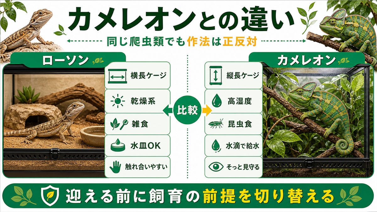 カメレオン（ぺぺ君）との違い｜ぼくと全然違うね！の要点をまとめたカメレオン・爬虫類飼育インフォグラフィック