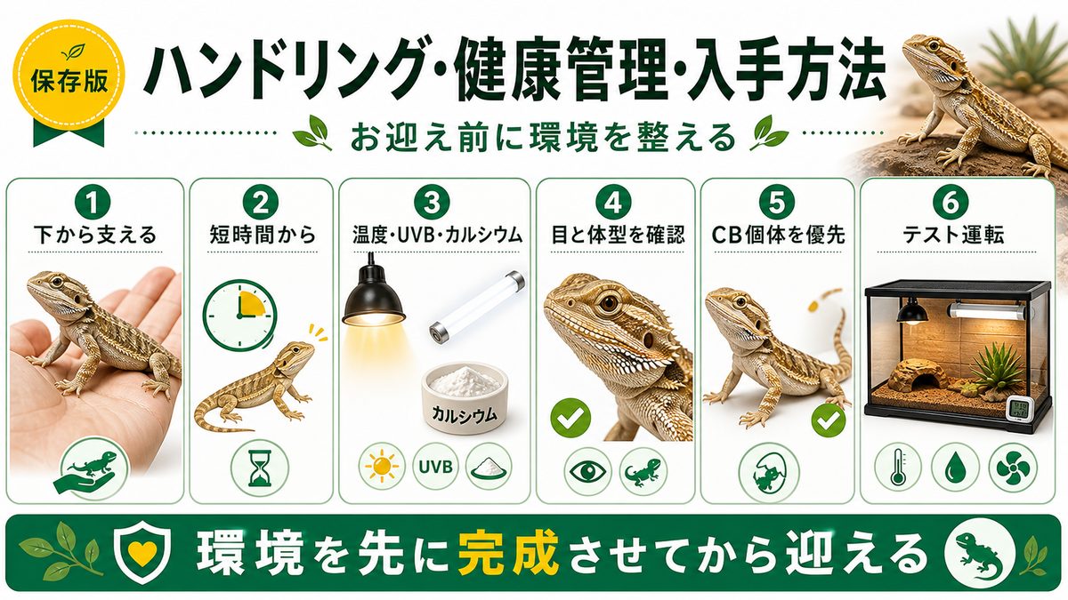ハンドリング・健康管理・入手方法の要点をまとめたカメレオン・爬虫類飼育インフォグラフィック