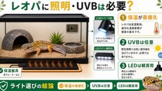 レオパに照明・UVBは必要？ライトいらない説の真相とおすすめの選び方を解説の要点を伝えるカメレオン・爬虫類記事アイキャッチ画像