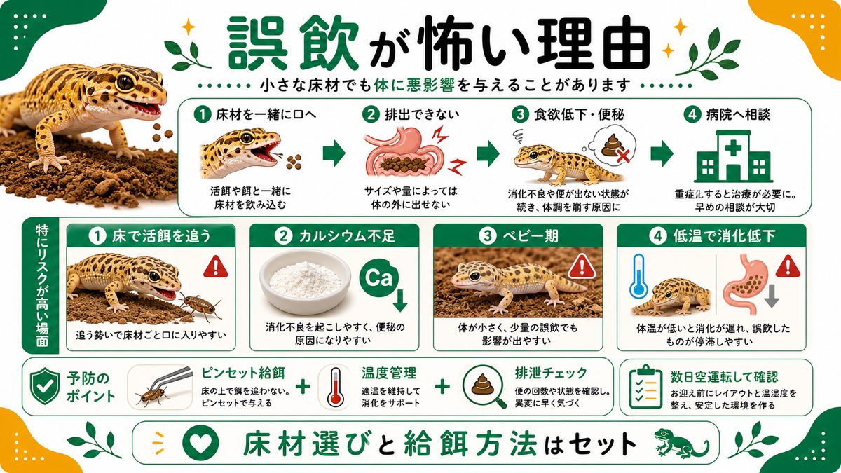 誤飲・インパクションが怖い本当の理由の要点をまとめたカメレオン・爬虫類飼育インフォグラフィック