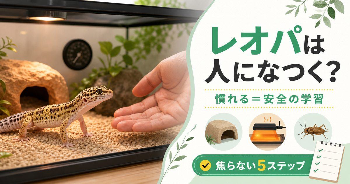 レオパは人になつく？ヒョウモントカゲモドキの慣らし方と信頼関係の作り方の要点を伝えるカメレオン・爬虫類記事アイキャッチ画像