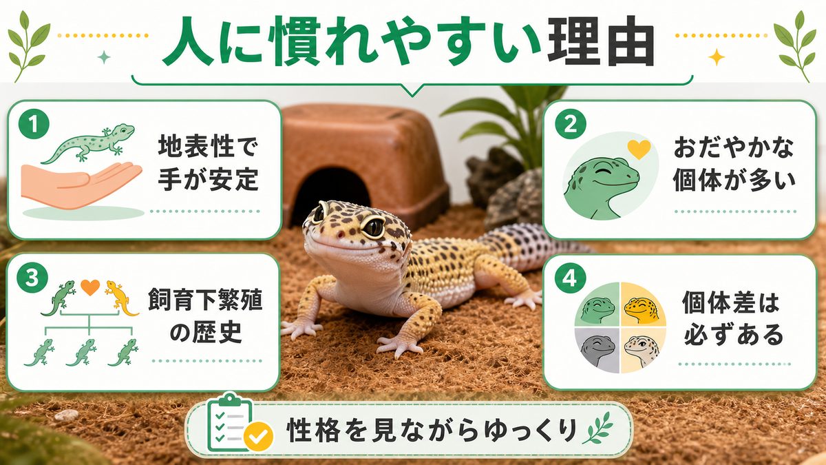 レオパが人に慣れやすい理由の要点をまとめたカメレオン・爬虫類飼育インフォグラフィック