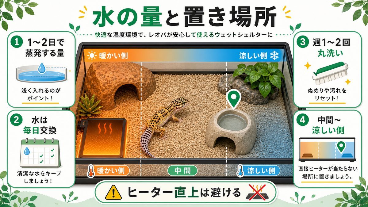 水の量と交換頻度、置き場所の正解の要点をまとめたカメレオン・爬虫類飼育インフォグラフィック