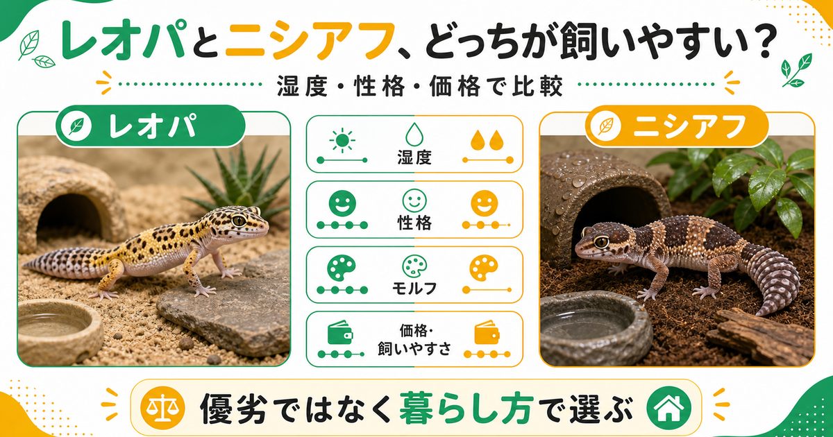レオパとニシアフ、どっちが飼いやすい？ヒョウモントカゲモドキとニシアフリカトカゲモドキを徹底比較の要点を伝えるカメレオン・爬虫類記事アイキャッチ画像