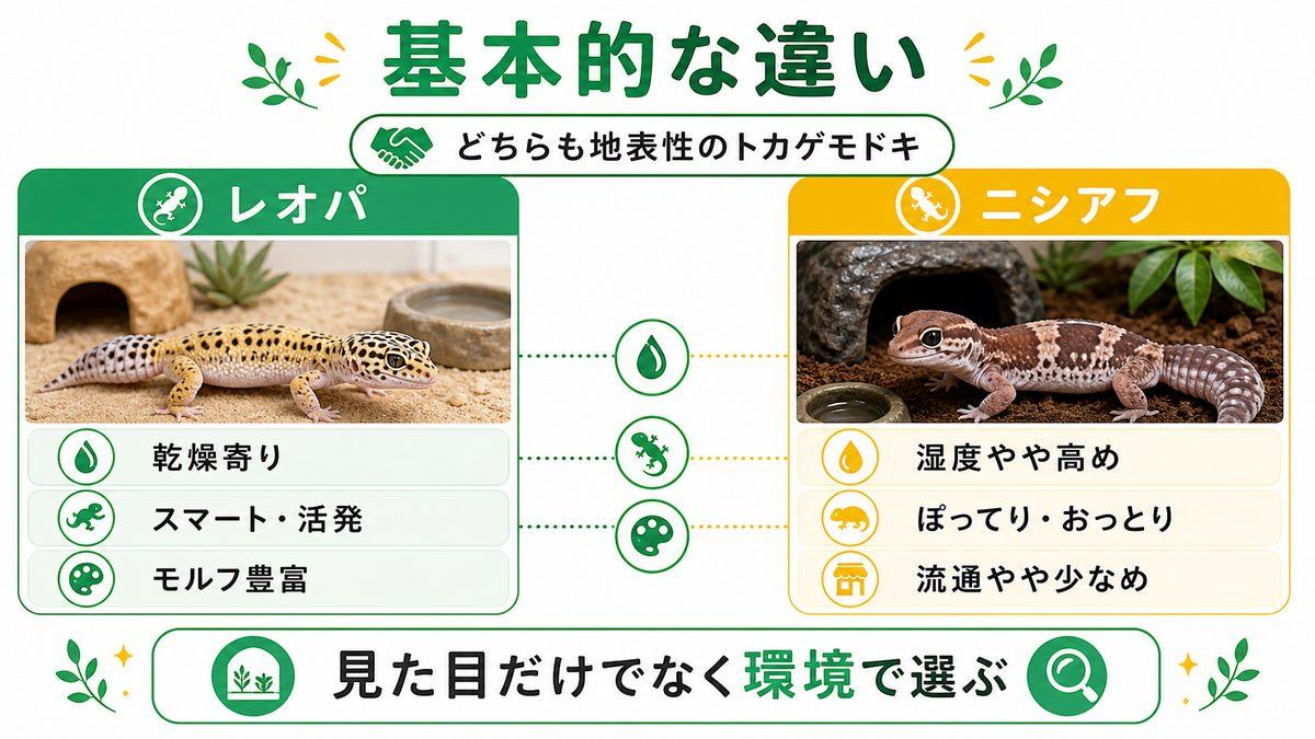レオパとニシアフの基本的な違いの要点をまとめたカメレオン・爬虫類飼育インフォグラフィック
