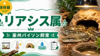 リアシス属（Liasis）完全ガイド｜オリーブパイソン・フォーンパイソン等オーストラリア産パイソンの種類・特徴・飼育法を属レベルで解説の要点を伝えるカメレオン・爬虫類記事アイキャッチ画像