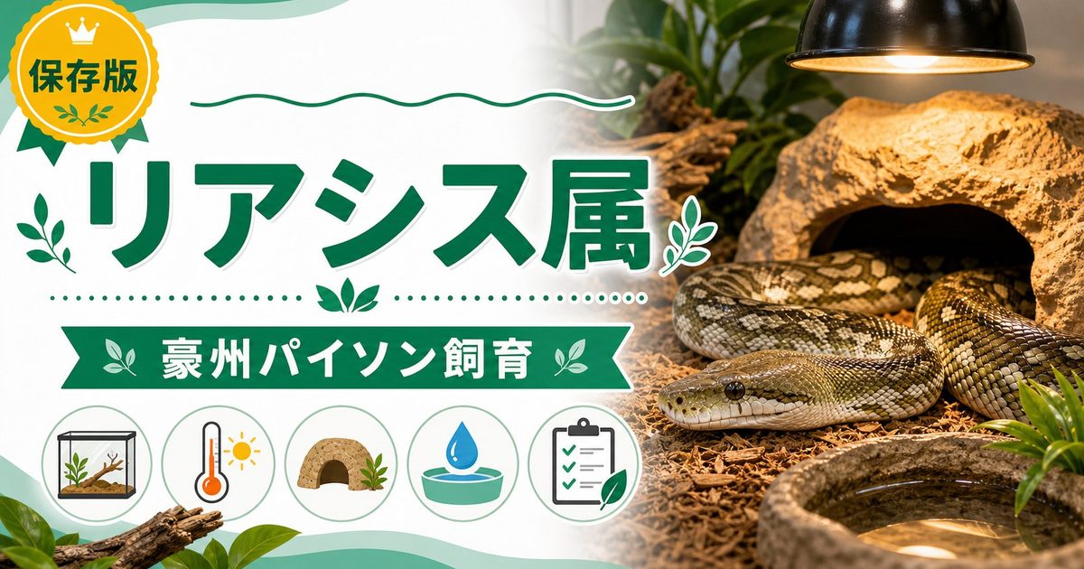 リアシス属（Liasis）完全ガイド｜オリーブパイソン・フォーンパイソン等オーストラリア産パイソンの種類・特徴・飼育法を属レベルで解説の要点を伝えるカメレオン・爬虫類記事アイキャッチ画像