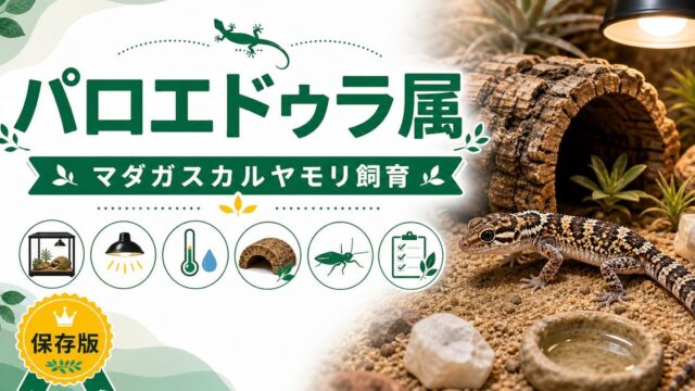 パロエドゥラ属（Paroedura）完全ガイド｜マダガスカルパキウラゲッコー等の種類・特徴・乾燥飼育法を属レベルで解説の要点を伝えるカメレオン・爬虫類記事アイキャッチ画像