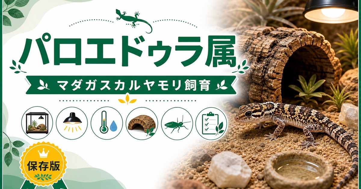 パロエドゥラ属（Paroedura）完全ガイド｜マダガスカルパキウラゲッコー等の種類・特徴・乾燥飼育法を属レベルで解説の要点を伝えるカメレオン・爬虫類記事アイキャッチ画像