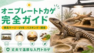 オニプレートトカゲ（Broadleysaurus major）飼育完全ガイド｜丈夫で人馴れするアフリカの入門トカゲの特徴・ケージ・餌を徹底解説の要点を伝えるカメレオン・爬虫類記事アイキャッチ画像