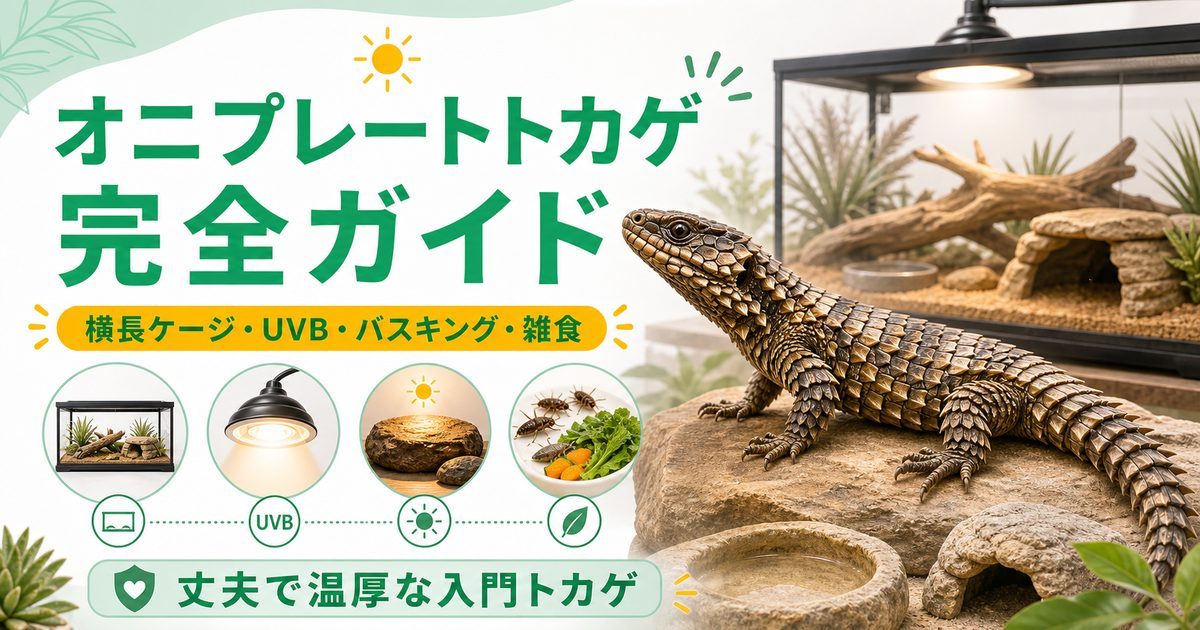 オニプレートトカゲ（Broadleysaurus major）飼育完全ガイド｜丈夫で人馴れするアフリカの入門トカゲの特徴・ケージ・餌を徹底解説の要点を伝えるカメレオン・爬虫類記事アイキャッチ画像