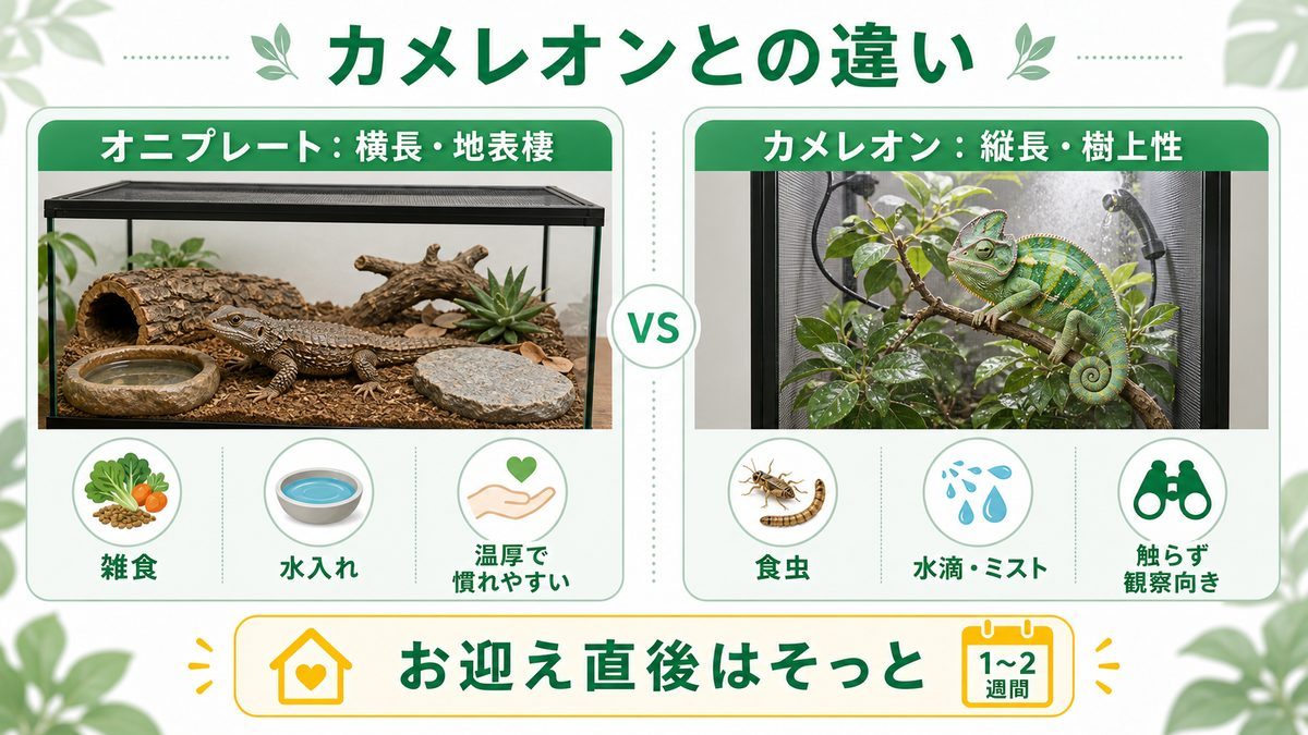 カメレオンとの違い・お迎えの要点をまとめたカメレオン・爬虫類飼育インフォグラフィック