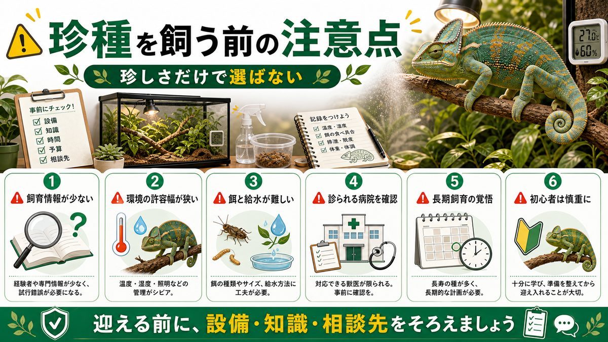 珍種を飼う前に知るべき注意点の要点をまとめたカメレオン・爬虫類飼育インフォグラフィック