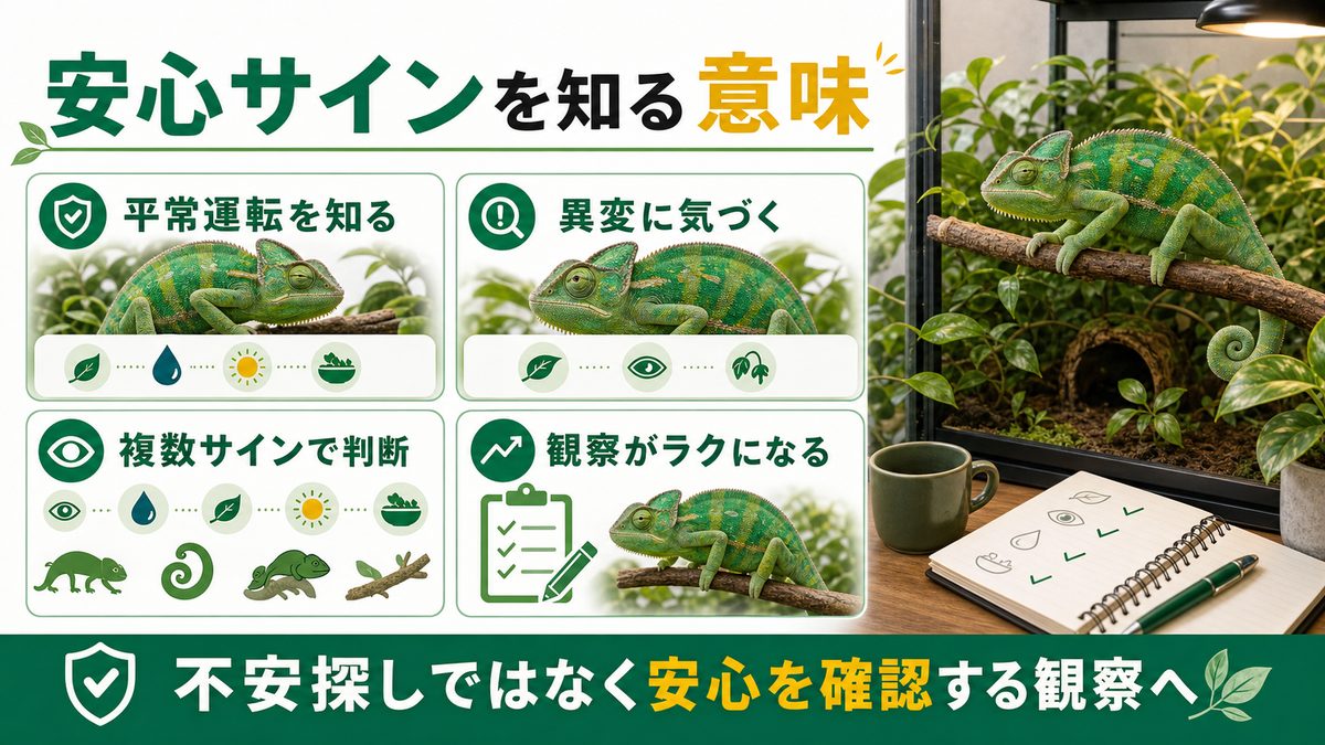 リラックス・安心のサインを知る意味の要点をまとめたカメレオン・爬虫類飼育インフォグラフィック