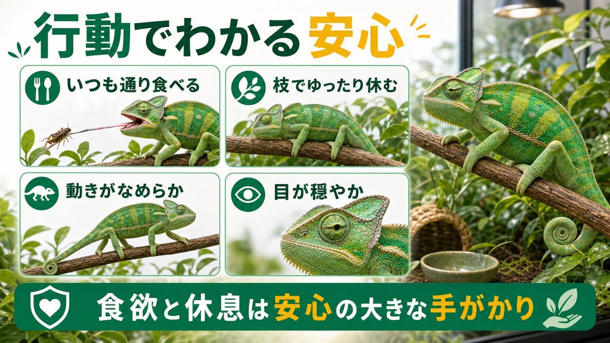 行動でわかる安心（採食・休息）の要点をまとめたカメレオン・爬虫類飼育インフォグラフィック