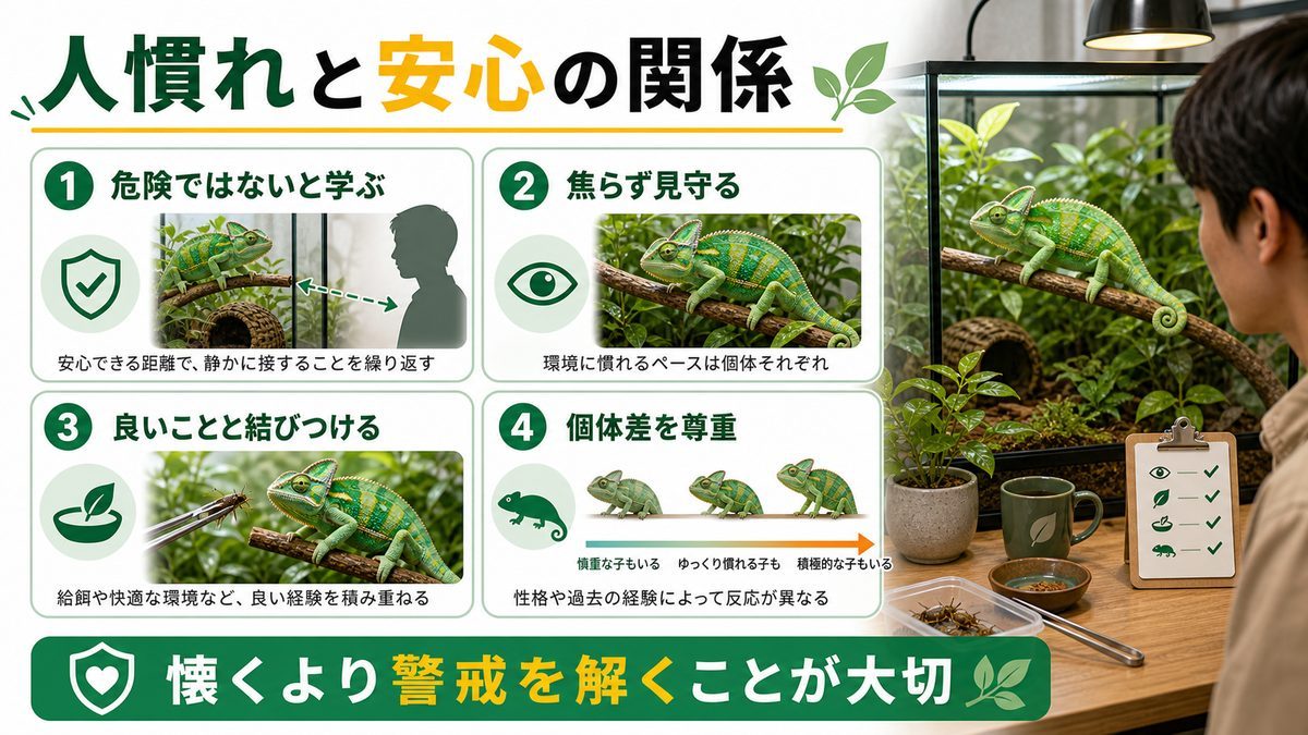 人慣れと安心の関係の要点をまとめたカメレオン・爬虫類飼育インフォグラフィック