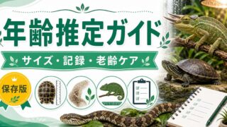 爬虫類の年齢推定完全ガイド｜鱗・甲羅年輪・サイズ・骨密度から老齢サインまで爬虫類の年齢を見抜く方法の要点を伝えるカメレオン・爬虫類記事アイキャッチ画像