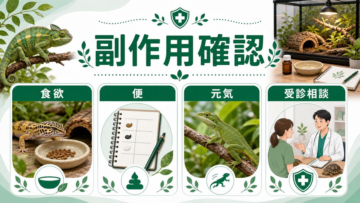 👁️ 副作用の早期サインチェックの要点をまとめたカメレオン・爬虫類飼育インフォグラフィック