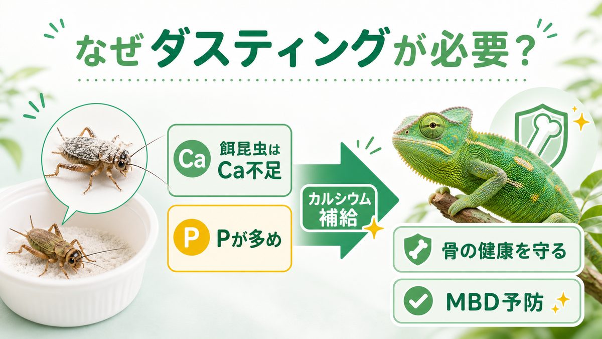 ダスティングとは何か・なぜ必要かの要点をまとめたカメレオン・爬虫類飼育インフォグラフィック